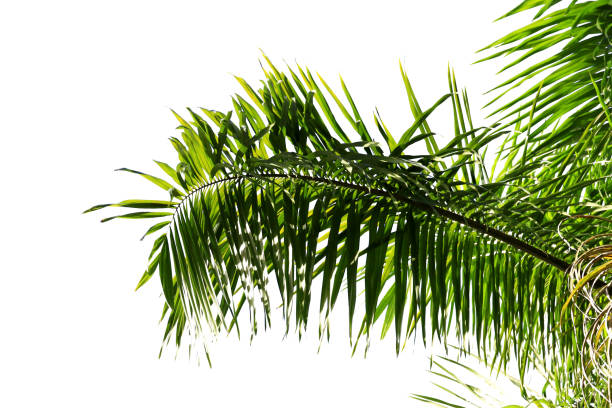 green coconut leaf or tree branch isolated on white background with clipping path.Selection focus.