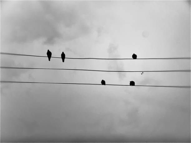 istock Birds landing on high voltage electrical wires, blurred background 1923693314