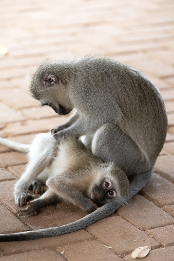 Baby vervet monkey being groomed by mother in Krueger National Park in South Africa RSA