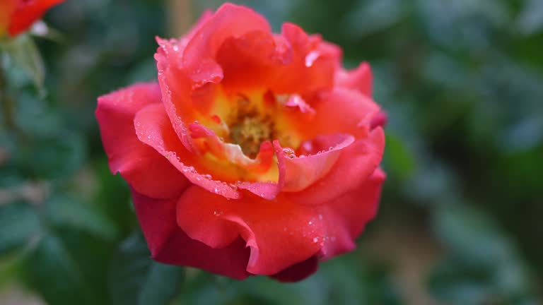 Beautiful rose in the garden for love