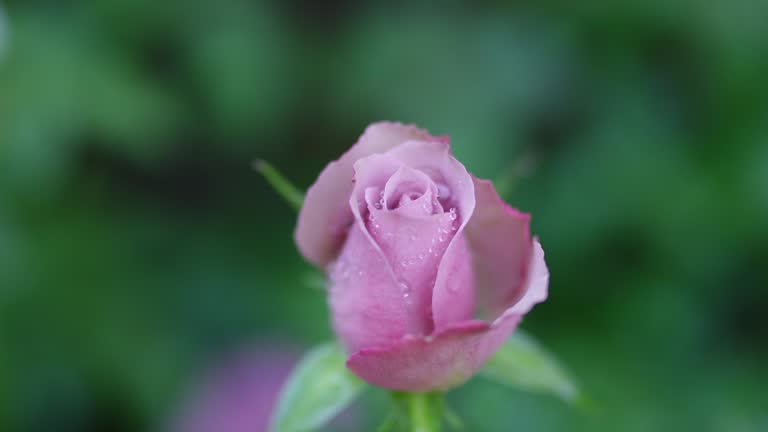 Beautiful rose in the garden for love