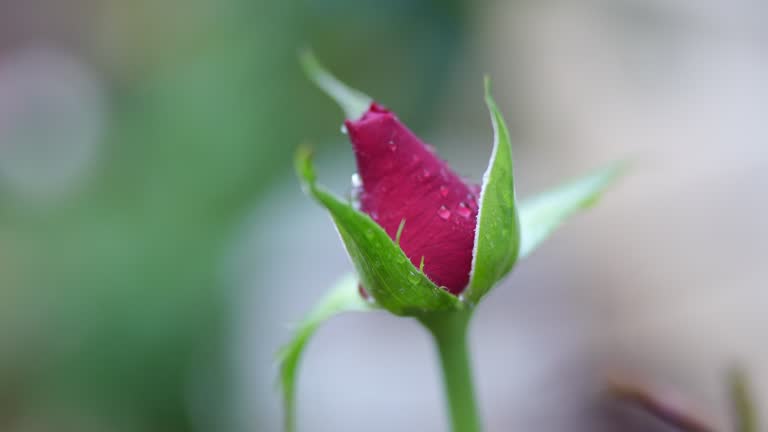 Beautiful rose in the garden for love