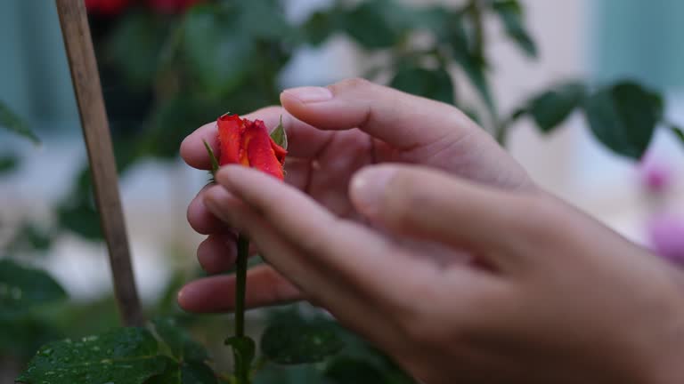 Beautiful rose in the garden for love