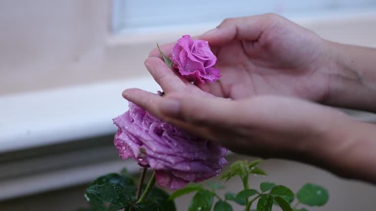 Beautiful rose in the garden for love