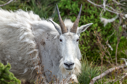 A mountain goat portrait at Glacier National Park