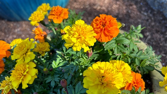 Orange and Yellow Flowers