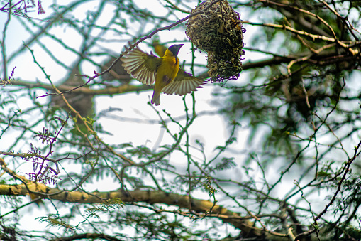 Male Village Weaver hangs from his nest displaying to attract a mate. captured at nyandungu park, Kigali