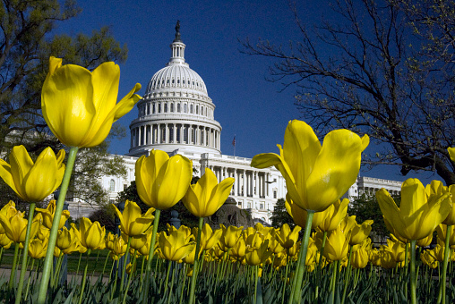 U.S. Capitol and Tulips