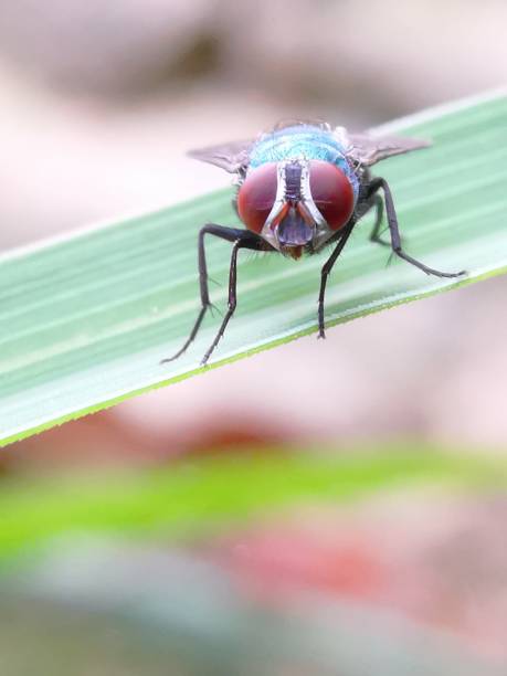 istock Selective focus of a housefly on a lemongrass leaf 1923756395