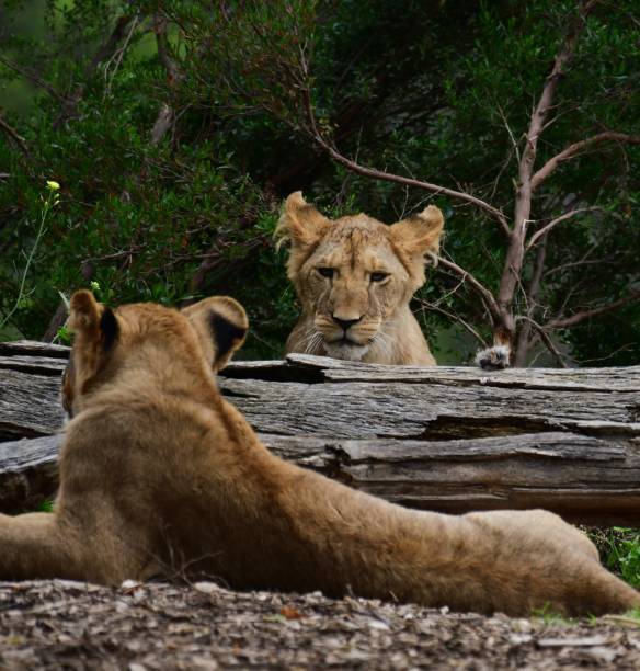 istock Lion cubs in the zoo 1923760582