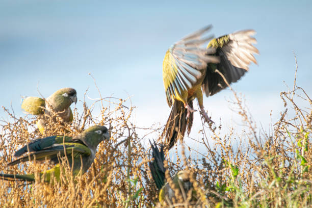 180+ Ciclide Pappagallo Foto stock, immagini e fotografie royaltyfree