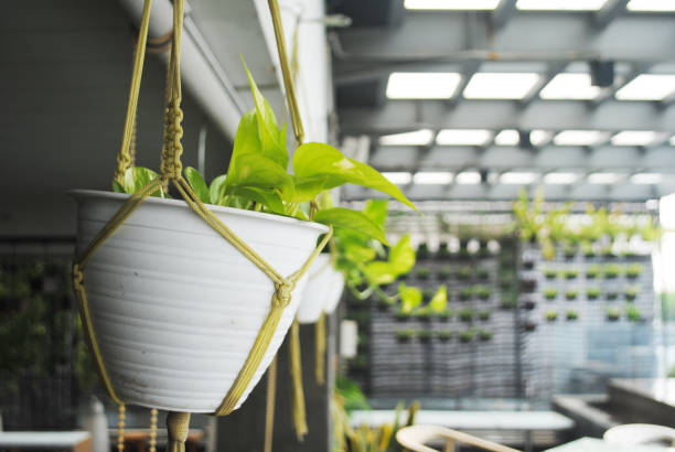 Vine Hanging Lively Plant Overhang - Stock Photo