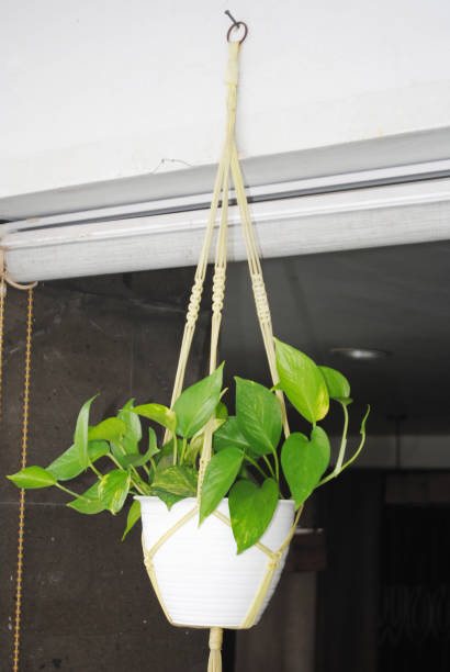 istock Green plant in the hanging pot. 1923771062