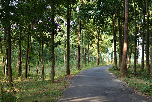 Green forest woodland nature and walkway lane path forest trees background at Jhargram, West Bengal, India. Dark forest, eco-tourism concept. Selective focus.