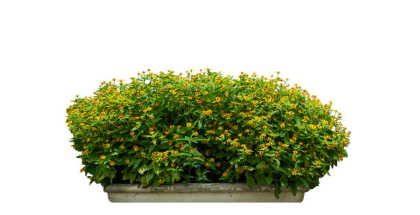 istock Beautiful flower isolated 1923779895