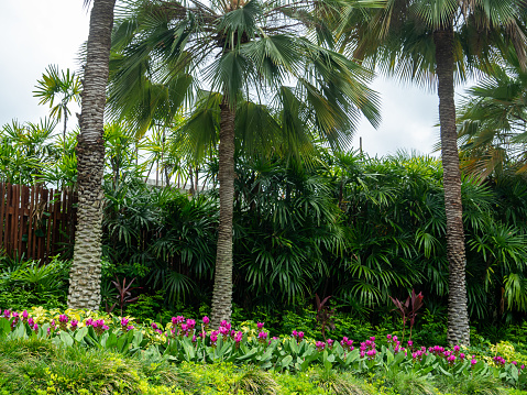 Beautiful plants in the Thai Botanic Garden.
