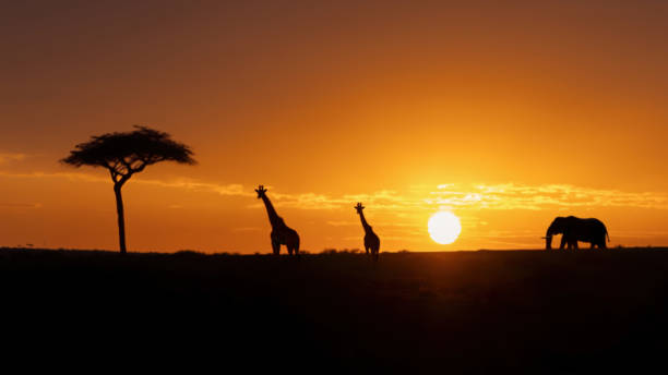 istock African Sunset with Silhouetted Giraffes and Elephant 1923793530