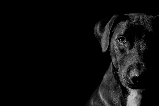 Black and white image of a black puppy on a black background