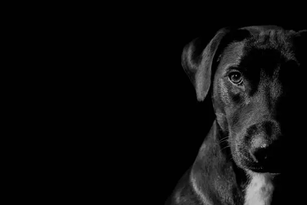 Black and white image of a black puppy on a black background