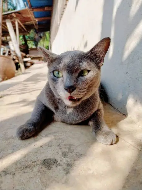 a photography of a cat laying on the ground with its tongue out.
