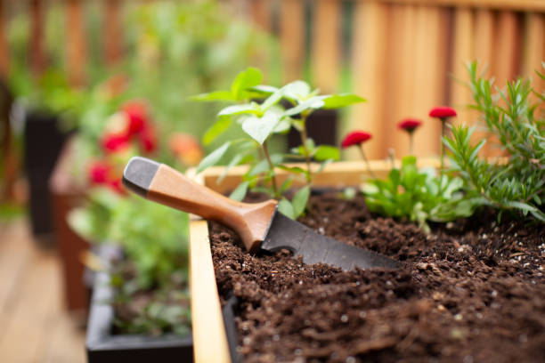 White woven fabric bags with soil in a black plastic container against white background. Isolated home sprouting seedlings process in the ground. Name plates in the dirt.