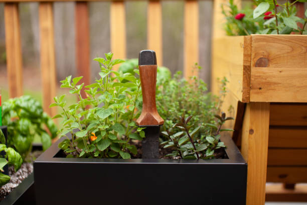 istock A hori-hori gardening tool 1923838496