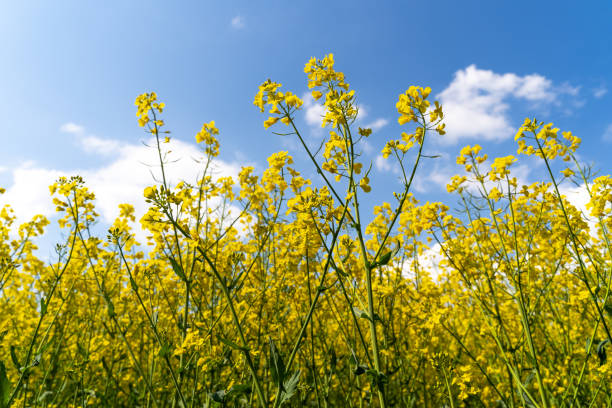 istock Blooming rapeseed field with blue sky 1923859881