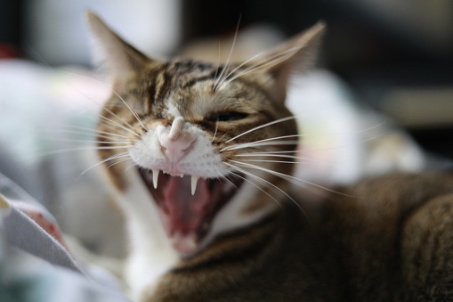 Portrait of Domestic Shorthair Cat Shouting