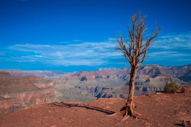 A lone, barren tree on the South Kaibab Trail in the Grand Canyon