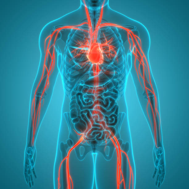 istock Human Circulatory System Heart Anatomy 1923893162