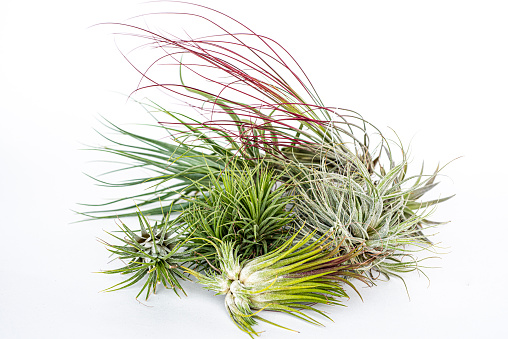 Assorted decorative air plants against white background