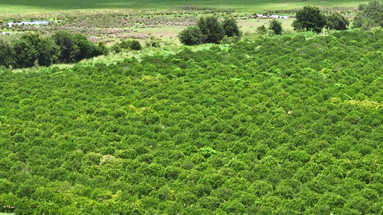 Orange grove in Florida rural farmlands with rows of citrus trees growing on a sunny day