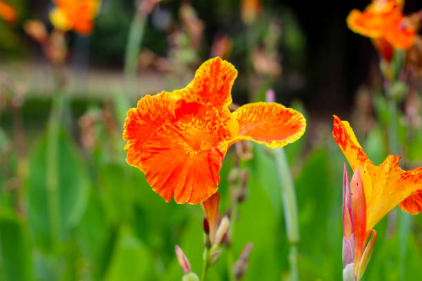 istock Orange canna flower in the garden 1923905363