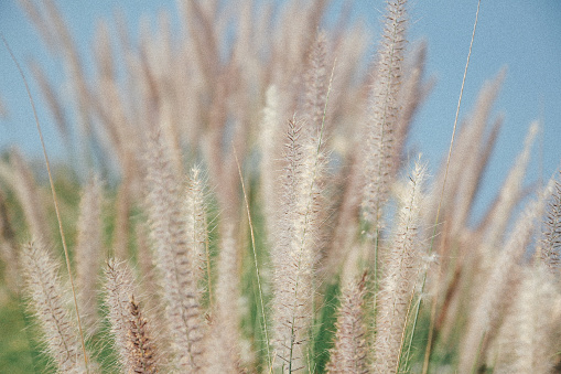 grass flower macro