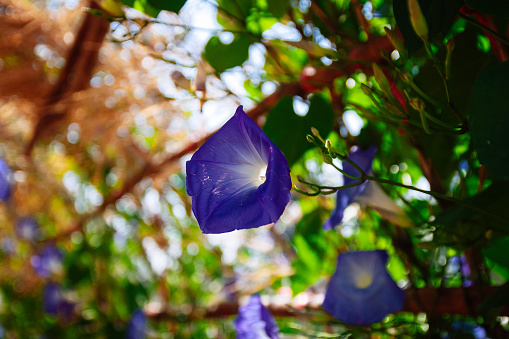 thai violet flower
