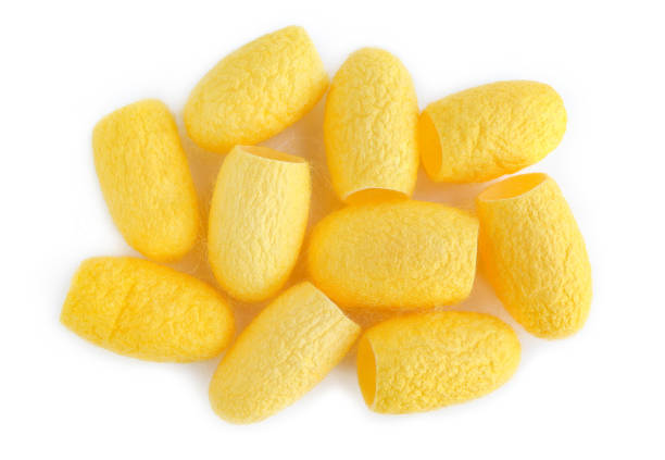 istock yellow silkworm cocoons on white background. Natural silkworm cocoons,top view 1923985461