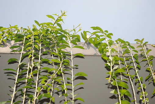 Vernonia elliptica, also known as the curtain creeper, is a climbing vine native to India. It is a member of the Asteraceae family and is known for its small purple flowers that bloom in clusters.