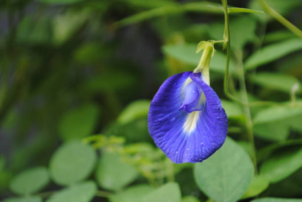 Asian pigeonwings or Clitoria Ternatea is a plant that contains antioxidants and is often used by the community to be consumed as food and drink, as well as traditional medicine8,9. This plant is famed because it is proven to exhibit antioxidant, anti- inflammatory, and anti-diabetic effects8,10.
