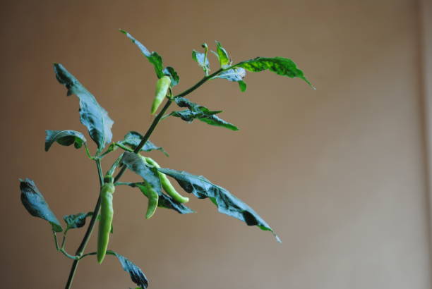 Closeup of green organic chili pepper at farm field.