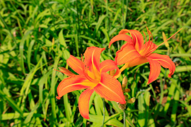 lily flowers in the botanical garden - 5079 imagens e fotografias de stock