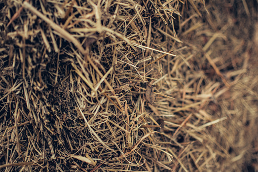 rice straw macro