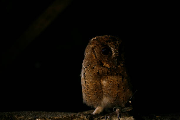 istock close up little owl at night 1924067050