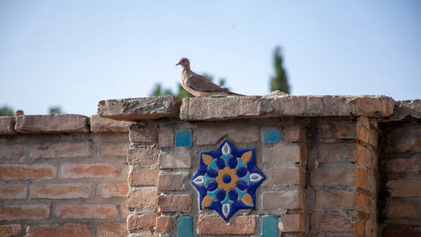 pigeon on the top of wall pigeon on the top of wall cutter insect repellant stock pictures, royalty-free photos & images