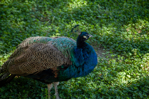 Beautiful bird, adult male Green peafowl or Indonesian peafowl, low angle view, side shot, foraging in the morning in agriculture field in nature of tropical moist montane forest, northern Thailand.