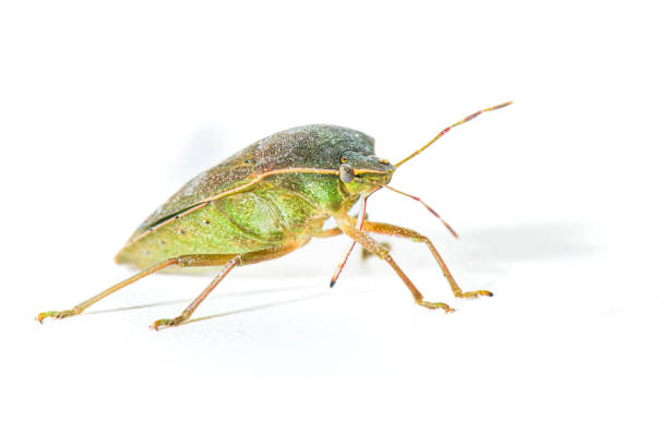 istock Specimen of Asian bedbug Halyomorpha halys 1924110788