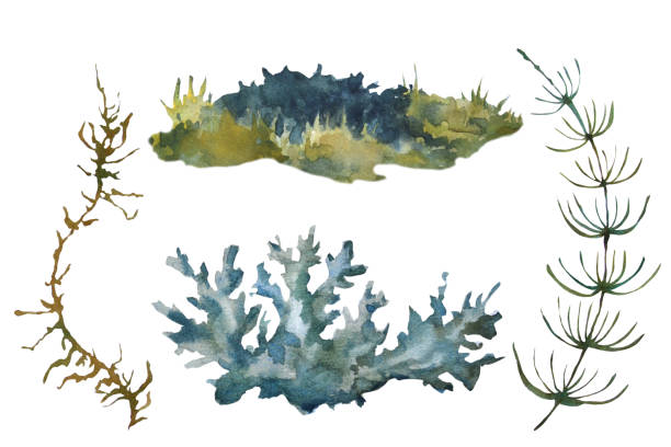 Hand drawn forest plants, branches, leaves, moss. Watercolor illustration in warm tones. Set of plant elements in a watercolor.