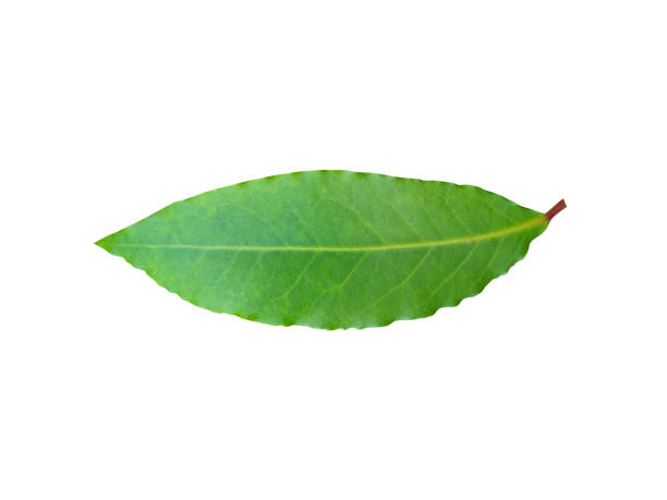 Laurus nobilis leaves or bay laurel leaves, is the source of popular herbs and used in a wide variety of recipes ‍and Alternative medicine.