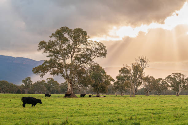 istock Cows grazing on a dairy farm in rural Victoria 1924131357
