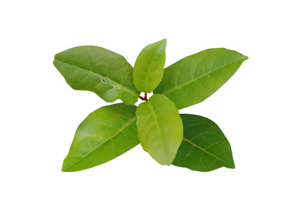 istock Laurus nobilis leaves or bay laurel leaves 1924131886