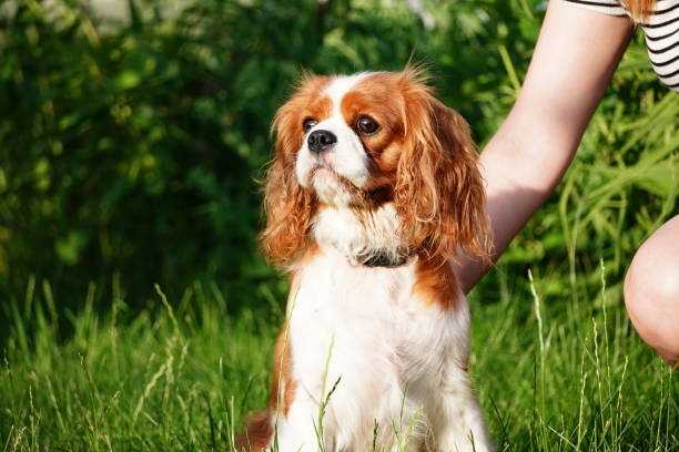 lindo cavalier king charles spaniel en un paseo por el parque en una noche de verano. retrato de un perro cavalier king charles sobre un fondo de hierba - cavalier king charles spaniel fotografías e imágenes de stock